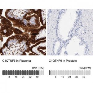 Anti-C1QTNF6 antibody produced in rabbit 