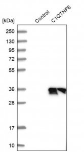 Anti-C1QTNF6 antibody produced in rabbit 