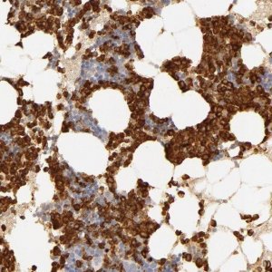 Anti-C1R antibody produced in rabbit 