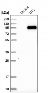 Anti-C1S antibody produced in rabbit 