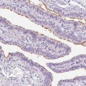 Anti-C20orf85 antibody produced in rabbit 