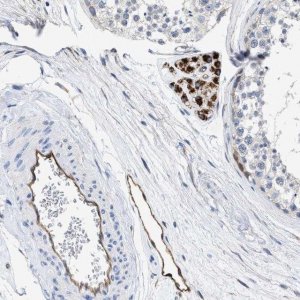 Anti-C22orf42 antibody produced in rabbit 