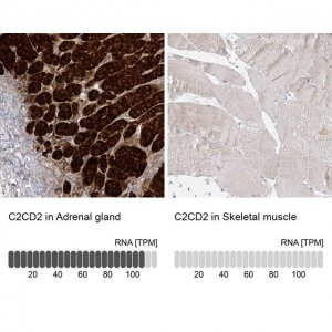 Anti-C2CD2 antibody produced in rabbit 