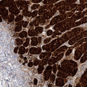 Anti-C2CD2 antibody produced in rabbit 