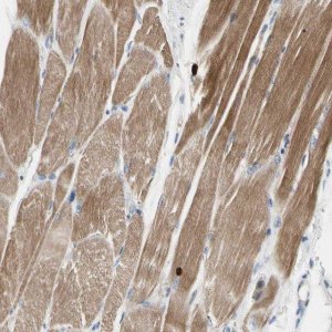 Anti-C2orf40 antibody produced in rabbit 