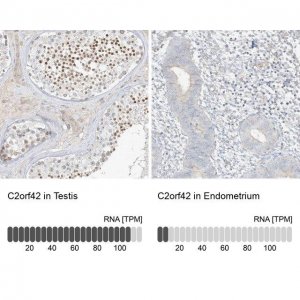 Anti-C2orf42 antibody produced in rabbit 
