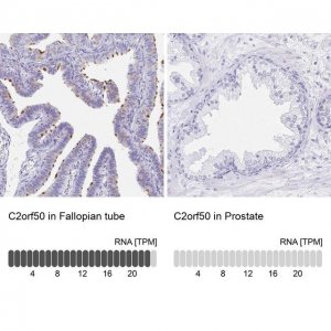 Anti-C2orf50 antibody produced in rabbit 