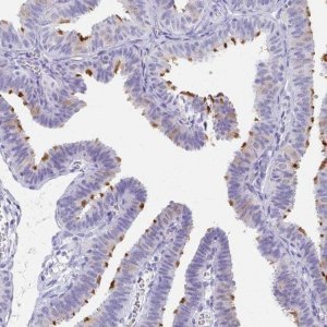 Anti-C2orf50 antibody produced in rabbit 
