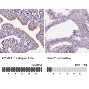 Anti-C2orf81 antibody produced in rabbit 
