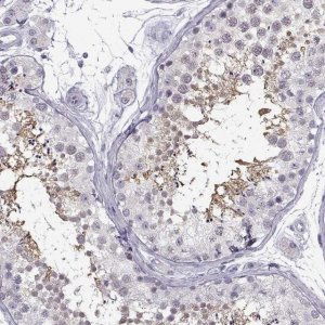 Anti-C3orf30 antibody produced in rabbit 