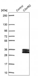 Anti-C3orf62 antibody produced in rabbit 