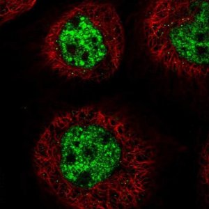 Anti-C3orf62 antibody produced in rabbit 
