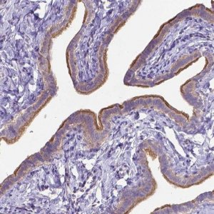 Anti-C4orf22 antibody produced in rabbit 