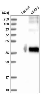 Anti-C5AR2 antibody produced in rabbit 