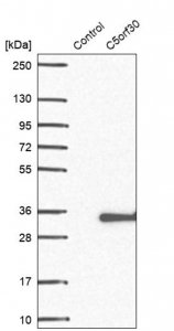 Anti-C5ORF30 antibody produced in rabbit 