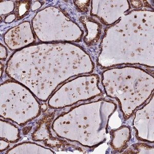 Anti-C5ORF30 antibody produced in rabbit 