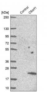 Anti-C6orf1 antibody produced in rabbit 