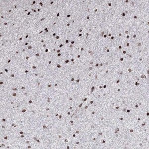 Anti-C6orf1 antibody produced in rabbit 