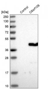 Anti-C6orf106 antibody produced in rabbit HPA034490-100UL