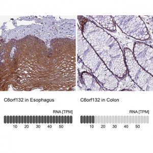 Anti-C6orf132 antibody produced in rabbit 