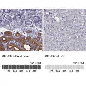Anti-C6orf58 antibody produced in rabbit 