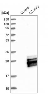 Anti-C7orf49 antibody produced in rabbit 