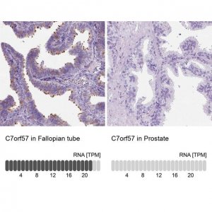 Anti-C7orf57 antibody produced in rabbit 