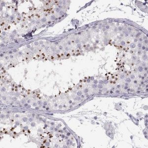 Anti-C7orf61 antibody produced in rabbit 