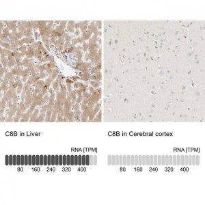 Anti-C8B antibody produced in rabbit HPA023694-100UL