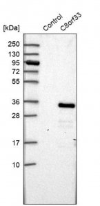 Anti-C8orf33 antibody produced in rabbit 