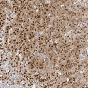 Anti-C8orf33 antibody produced in rabbit 
