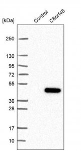 Anti-C8orf48 antibody produced in rabbit HPA026107-100UL