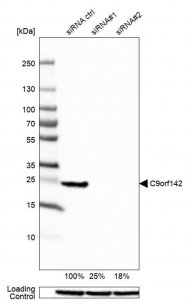 Anti-C9orf142 antibody produced in rabbit 