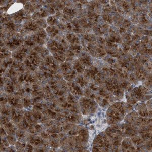 Anti-C9orf16 antibody produced in rabbit 