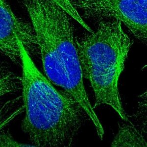 Anti-C9orf16 antibody produced in rabbit 