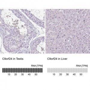 Anti-C9ORF24 antibody produced in rabbit 