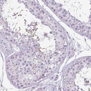 Anti-C9ORF24 antibody produced in rabbit 