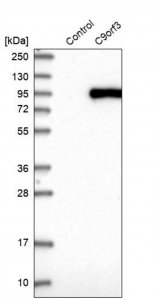 Anti-C9orf3 antibody produced in rabbit 