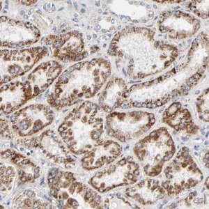 Anti-C9orf3 antibody produced in rabbit 