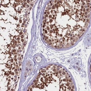 Anti-C9orf40 antibody produced in rabbit 