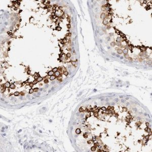 Anti-C9orf50 antibody produced in rabbit 