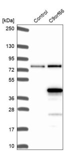Anti-C9orf66 antibody produced in rabbit 