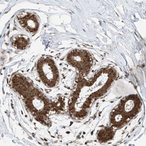 Anti-C9orf66 antibody produced in rabbit 