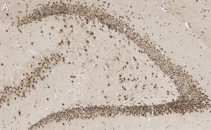 Anti-C9ORF72 (long form) Antibody, clone 1I9 ZooMAb Rabbit Monoclonal 