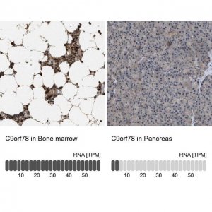 Anti-C9orf78 antibody produced in rabbit 