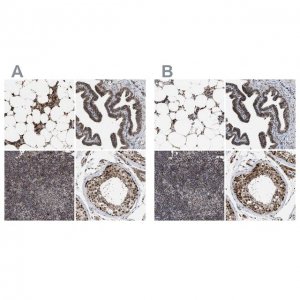 Anti-C9orf78 antibody produced in rabbit 