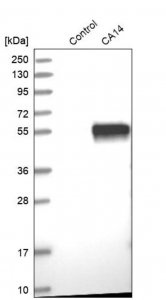 Anti-CA14 antibody produced in rabbit 