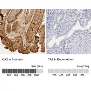 Anti-CA2 antibody produced in rabbit 
