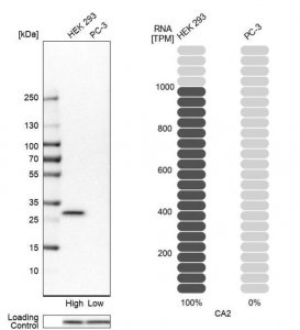 Anti-CA2 antibody produced in rabbit 
