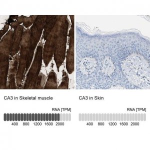 Anti-CA3 antibody produced in rabbit HPA021775-100UL